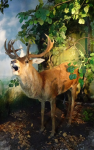 Jagd und Hofhaltung